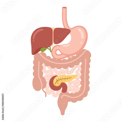 Human Digestive System Anatomy Vector Illustration Showing Stomach Intestine Liver and Pancreas