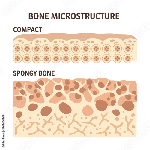 Bone Microstructure Vector Illustration Showing Compact and Spongy Bone Histology Anatomy