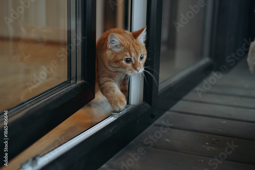 domestic ginger tabby cat escaping home to the terrasse