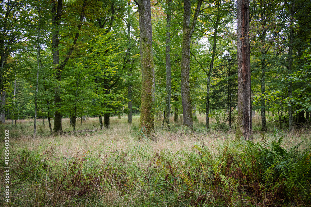 Obraz premium Sous-bois Moussu