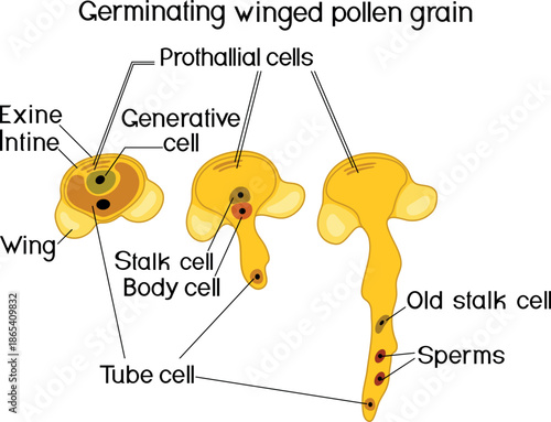 Pollen germination and pollen tube growth in gymnosperms.