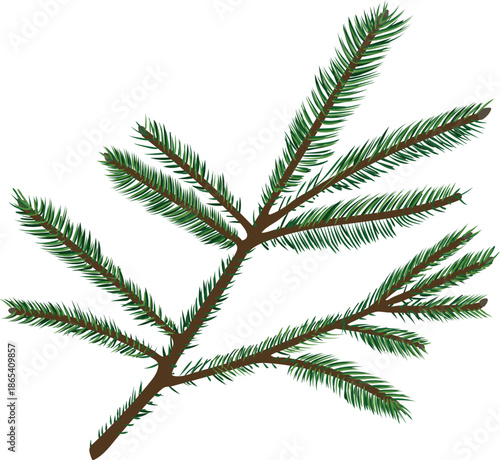 Spruce tree branch isolated on white background