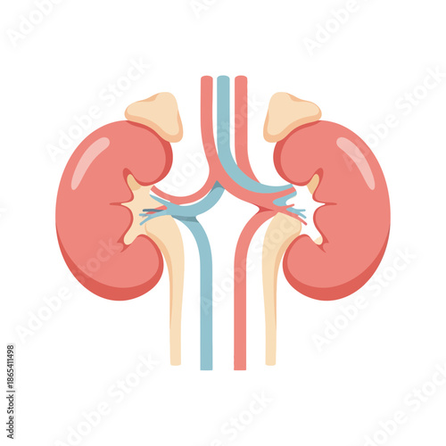 Human Kidney Anatomy Vector Illustration Showing Renal Structure Nephron and Blood Flow