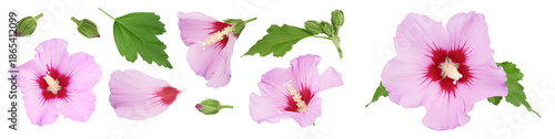 Pink hibiscus flower isolated on white background. Top view with copy space for your text. Flat lay.