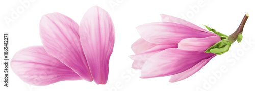 Pink magnolia flower petal isolated on white background with full depth of field. Top view. Flat lay