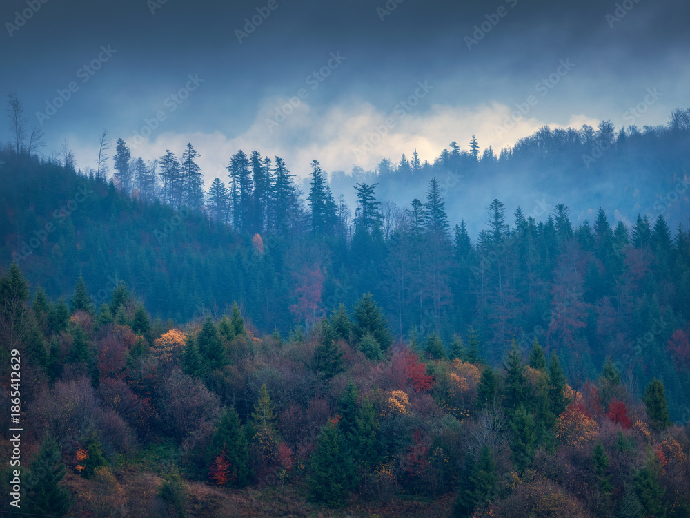 custom made wallpaper toronto digitalview to pines forest and fog in blue hour in mountains