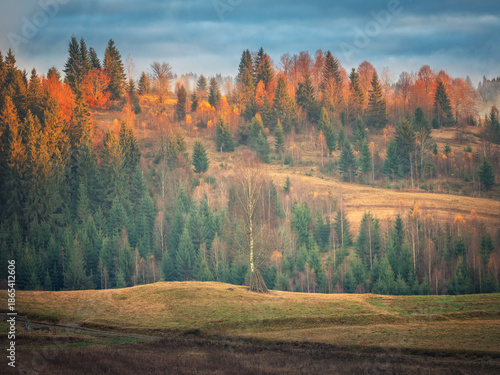 Wallpaper Mural view to trees on the hill in last rays of sun in mountains valley Torontodigital.ca