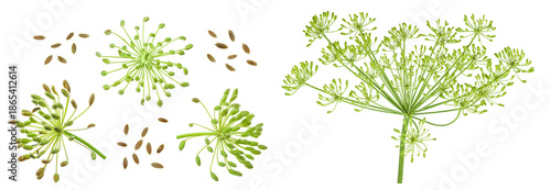 Dill herb or Anethum graveolens flower isolated on white background