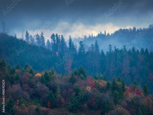 Wallpaper Mural view to pines forest and fog in blue hour in mountains Torontodigital.ca