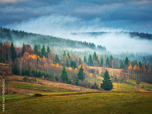Wallpaper Mural autumn landscape with fog above pines forest and hills  Torontodigital.ca