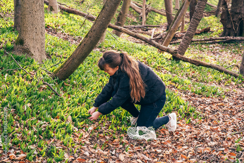 Woman picking wild garlic leaves in woodland, seasonal foraging and eco friendly lifestyle