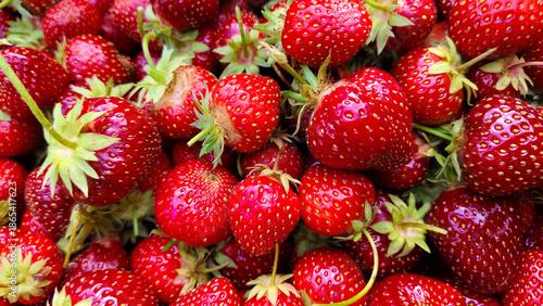 Full frame close up photo of many ripe red strawberries. Juicy summer berries texture background that can be used as seamless pattern, banner, or food design backdrop for organic and healthy concepts.