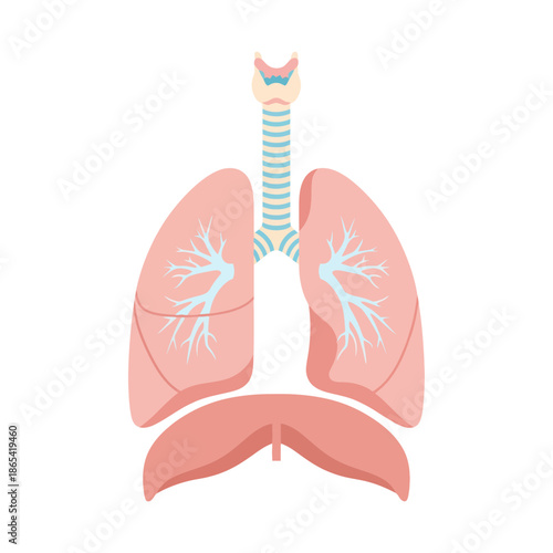 Human Respiratory System Anatomy Vector Illustration Showing Lungs Trachea and Bronchi