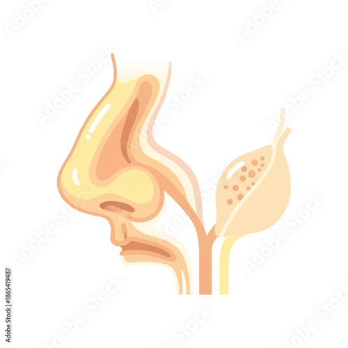 Olfactory System Anatomy Vector Illustration Showing Smell Receptors and Nasal Pathway