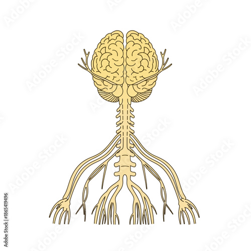 Human Nervous System Anatomy Vector Illustration Showing Brain Spinal Cord and Nerves
