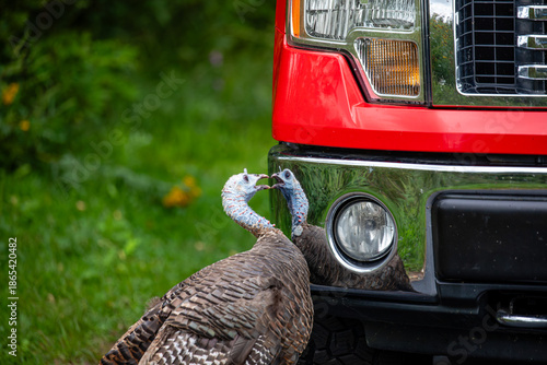 Female wild turkey (Meleagris gallopavo) fighting with her reflection in a trucks bumper