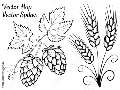 A vector graphic illustration of hop cones and wheat stalks in a minimalist line art style