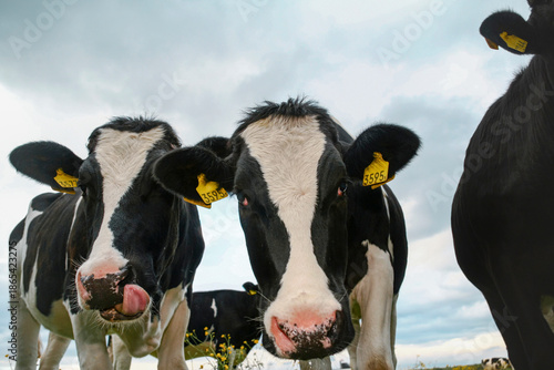 Two black and white dairy cows with yellow ear tags looking at camera. Agricultural livestock showing farm animal personality and cattle farming.