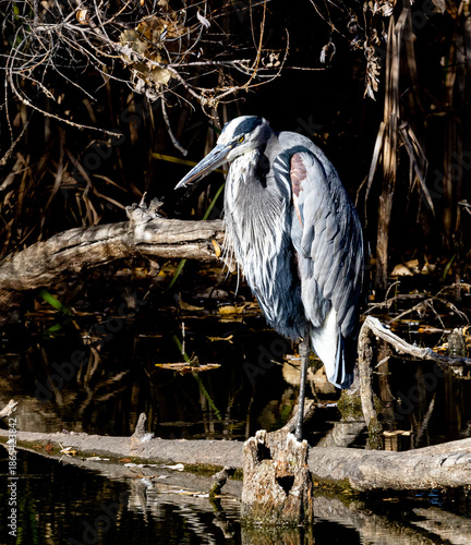 Great Blue Heron Perched on Log on a pond