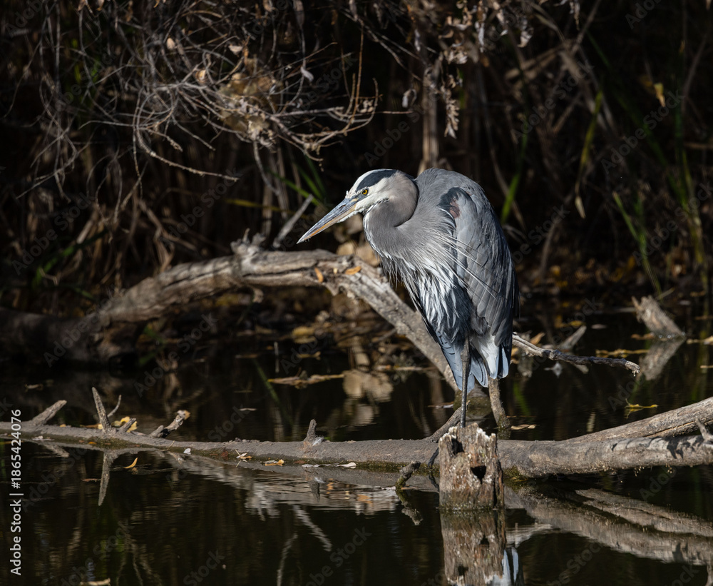 Fototapeta premium Great Blue Heron Perched on Log on a pond