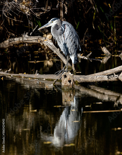 Great Blue Heron Perched on Log on a pond