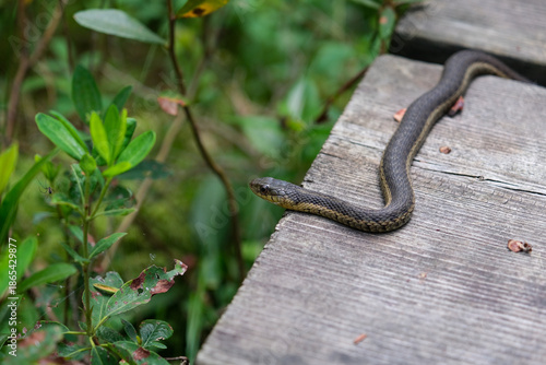 Canvas Print Grass snake on the trail Algonquin Park