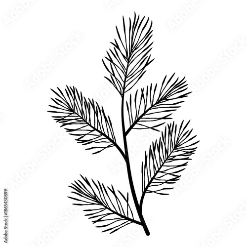 Tall branching evergreen sprig on the far right, detailed hand drawn needles creating a classic Christmas botanical illustration