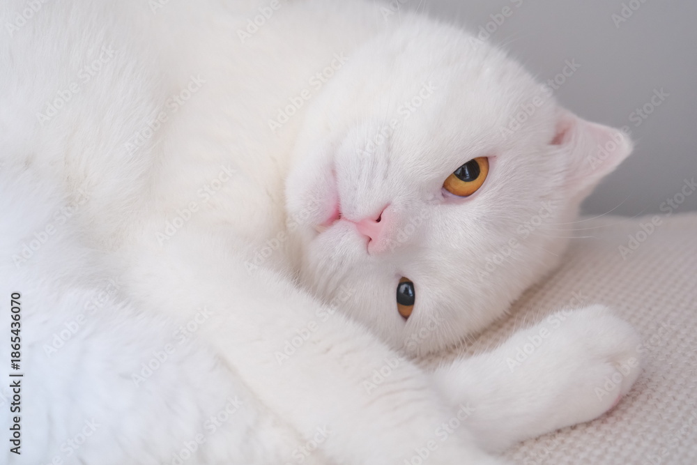 Obraz premium white cat