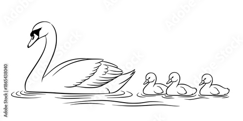 Mother swan swimming with baby cygnets on water elegant vector illustration black and white