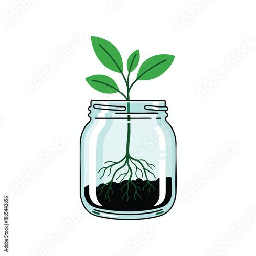 A plant grows in a clear glass jar, showing leaves, roots, soil, and the container