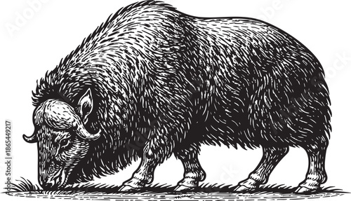 Musk Ox Grazing Linocut Etching Black and White Arctic Wildlife Illustration