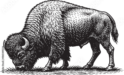 Bison Grazing Linocut Etching Black and White Wildlife Illustration
