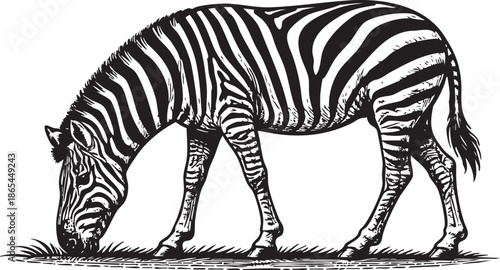 Zebra Grazing Linocut Etching Black and White Wildlife Illustration