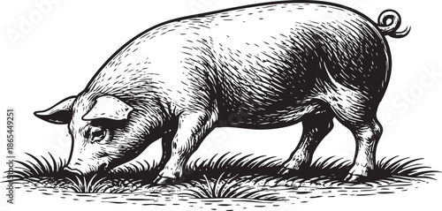 Pig Grazing Linocut Etching Black and White Farm Animal Illustration