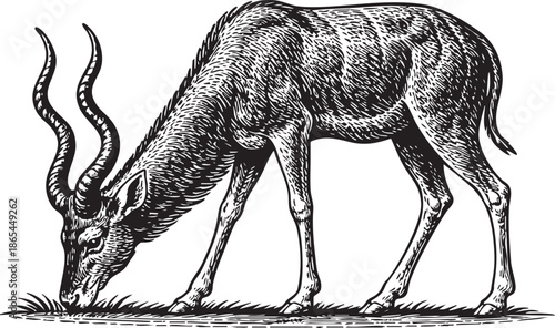 Antelope Grazing Linocut Etching Black and White Wildlife Illustration