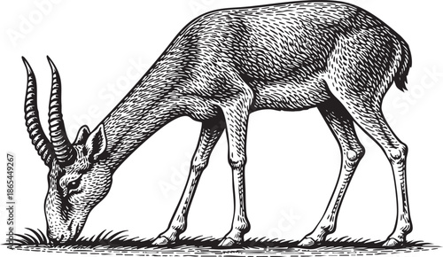 Gazelle Grazing Linocut Etching Black and White Wildlife Illustration