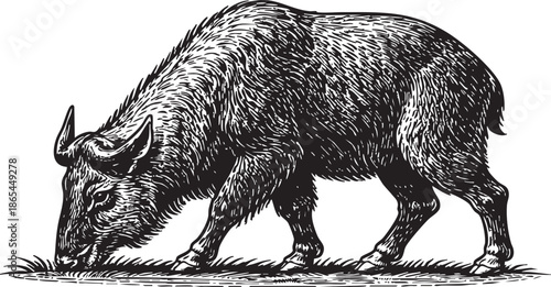 Wildebeest Grazing Linocut Etching Black and White Wildlife Illustration