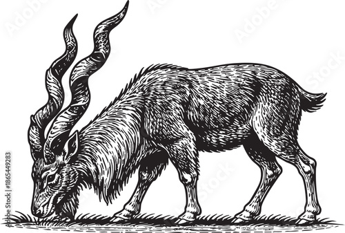 Kudu Grazing Linocut Etching Black and White Wildlife Illustration