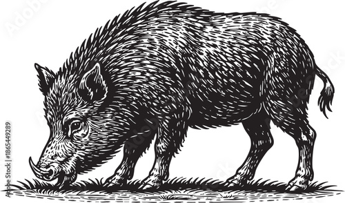 Wild Boar Grazing Linocut Etching Black and White Wildlife Illustration