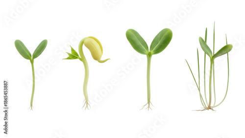 Plant Sprouts Growth Stages Isolated Transparent Background