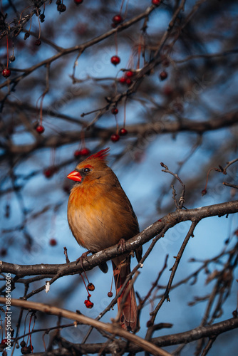 Female northern cardinal perched on tree branch in winter