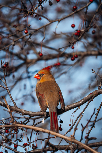 Female northern cardinal perched on tree branch in winter