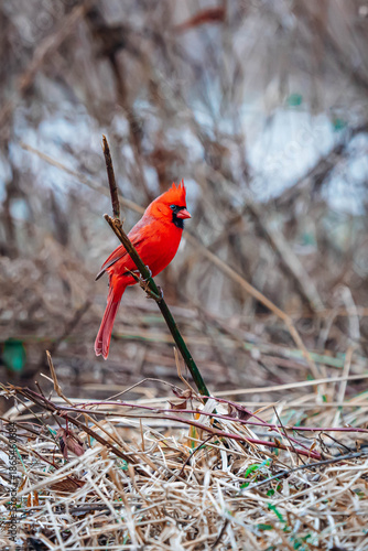 Northern cardinal perched on tree branches in winter