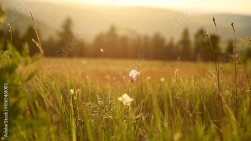 Native Wildflower Blowing In The Breeze