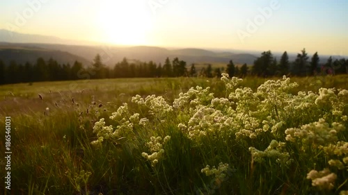Sunny Afternoon With Wildflowers