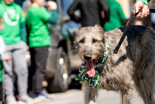 Photos A scruffy dog wears a green flower lei or garland at what appears to be a St
