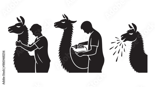 Black Silhouettes Person Hugging, Shearing Llama, and Llama Spitting Sequence