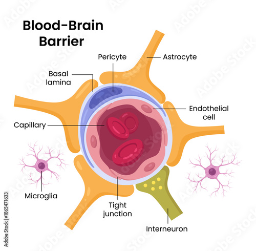 Vector illustration of the brain blood-brain barrier showing cells and astrocytes, highlighting the protective barrier between blood and brain tissue with detailed cellular structures.