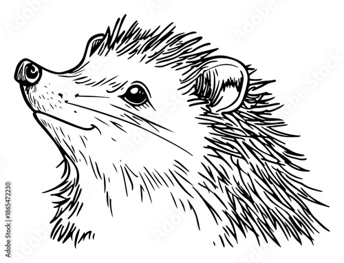 Detailed hand drawn sketch portrait of a cute hedgehog looking up