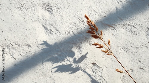 Dry grass stalk casting shadow on textured white surface